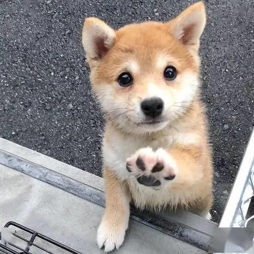 狗舍在线观看,揭秘宠物世界的温馨与挑战